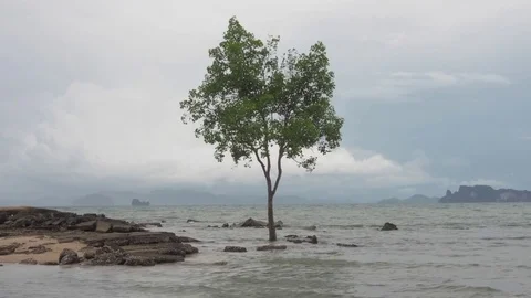 Tree in the ocean. Stockbeeldmateriaal 83998421