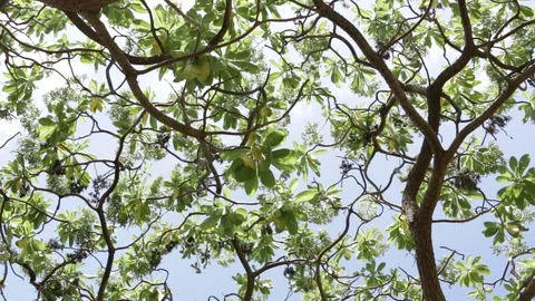 Tree To The Ocean Stock Footage 104711772