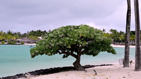 A tree by the ocean 스톡 동영상 315340795