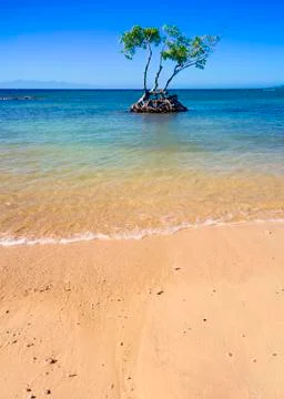 Tree in the Ocean Stock Photos