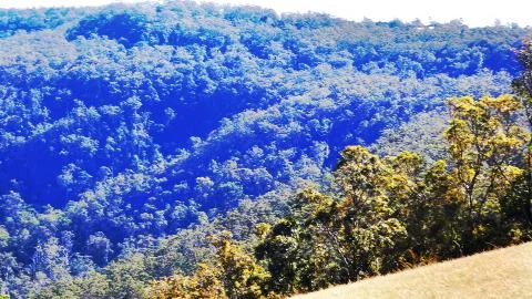 Tree Ocean Stock Photos