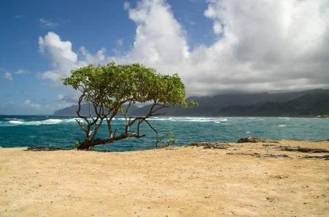 A tree by the ocean Stock Photos
