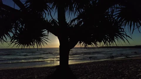 Tree by the ocean at Tweed Heads, New South Wales, Australia Stock Footage 273038024