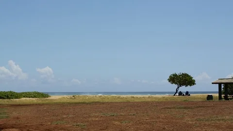 Tree By The Oceanside Stock Footage 104818161