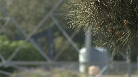 Tree with Oil Pump Pumping in the Distance Stock Footage 4280147