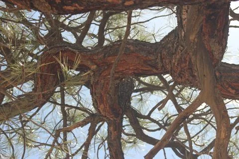 Tree in the Ojito Wilderness Stock Photos