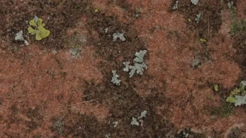 Tree with old flaky bark Stock Footage 340835816