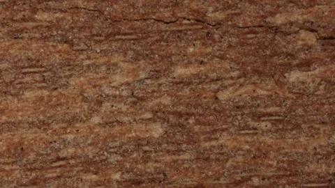 Tree with old flaky bark Stock Footage 340835890