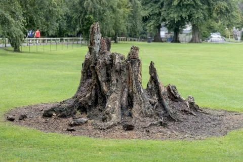 Tree - Old rotten and Decaying Tree stump in a public park location Stock Photos
