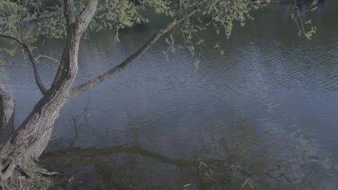 Tree with old trunk leaning towards lake water in forest Video stock 240573938