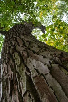 Tree old trunk Stock-Fotos