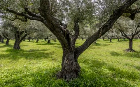 Tree Olive Grove Greece Stock Photos