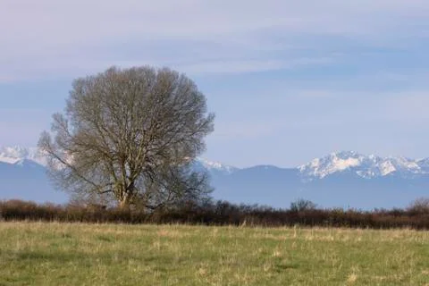 Tree with olympic mountains Stock Photos
