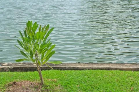 Tree one Stock Photos