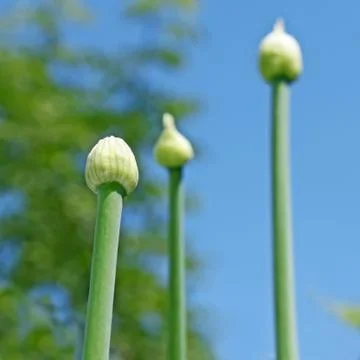 Tree onion buds Stock Photos