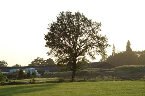 Tree in open field Stock Photos