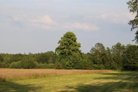 Tree in open field Foto stock