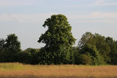 Tree in open field Stock Photos