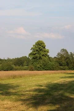 Tree in open field Stock Photos