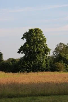 Tree in open field Stock Photos