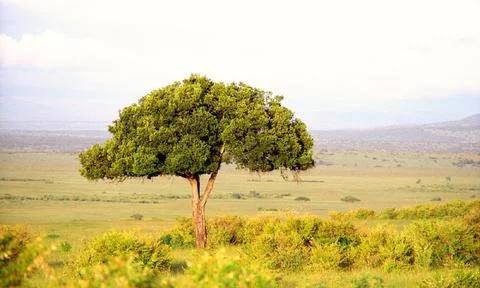 Tree in the open land Foto stock