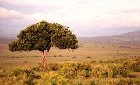 Tree in the open land 스톡 사진