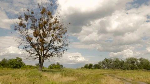 Tree open to the sky with clouds Stock Footage 76900420