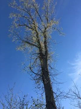 Tree in the open sky Stock Photos