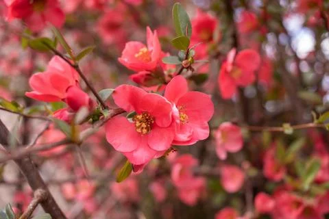 Tree or bush branches, spring red flowers, background Stock Photos