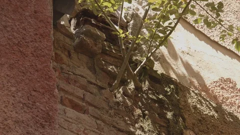 Tree or plant growing in the wall of an old house Stock Footage 114624313
