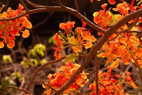 A tree with orange flowers is in the foreground Stock Photos