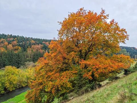 A tree with orange leaves is in the foreground Stock Photos