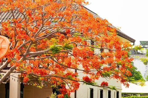 A tree with orange leaves is in front of a white building Stock Photos