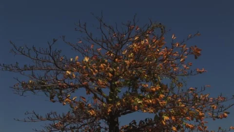 Tree of orange leaves - September 14th, 2010 Stock Footage 314069822