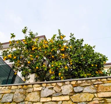 Tree of orange Stock Photos