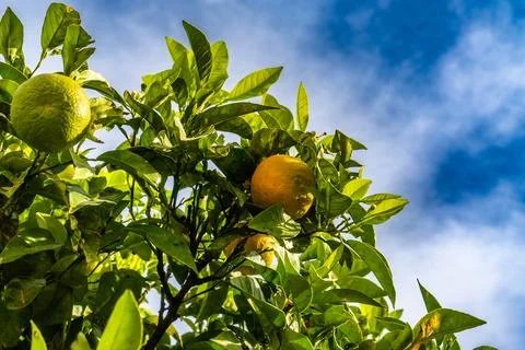 A tree with oranges hanging from it 스톡 사진