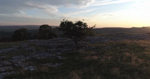 Tree orbit Video stock 86005162