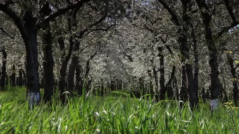 Tree orchard and grass Stock Footage 78602786