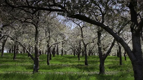 Tree orchard Stock Footage 78602788