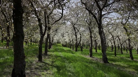 Tree orchard Stock Footage 78602790