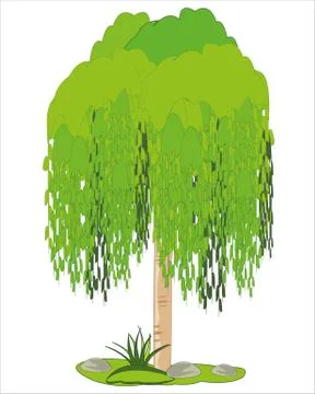 Tree osier on white background is insulated Stock Illustration