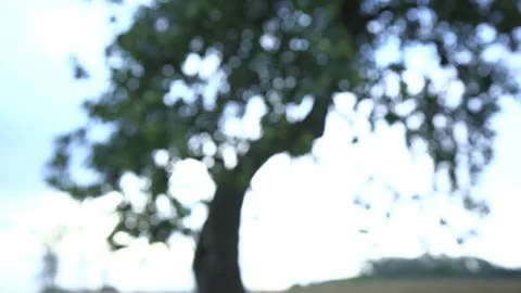 Tree out of focus Stock Footage 74630355