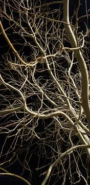 Tree with out leaves Foto stock
