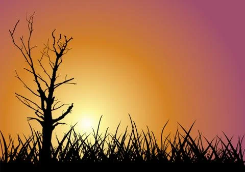 Tree outline on sunset background. Stock Illustration