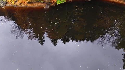 Tree outlines reflected on calm river surface, aerial view capturing curved Stock Photos