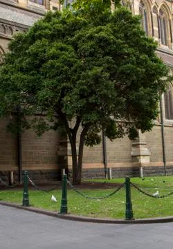 Tree outside Church. Stock Photos