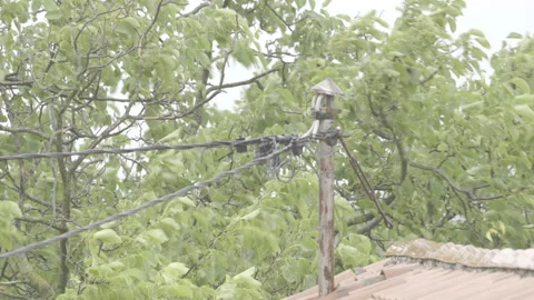 Tree outside the house moving in the wind during a storm Stock Footage 160152541