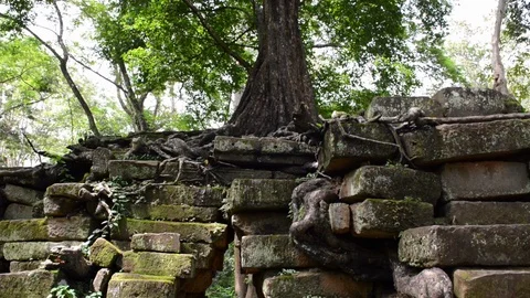 Tree over Angkor ruins Stock Footage 99678954
