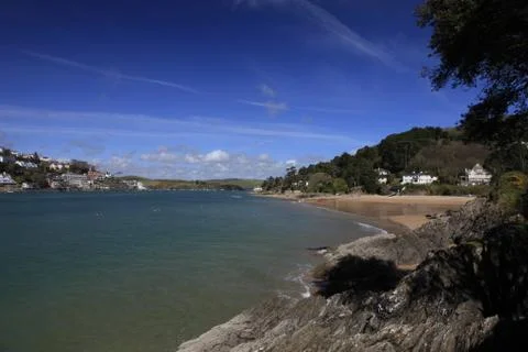 Tree over the beach on the shore at salcombe Stock Photos