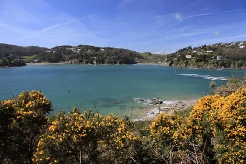 Tree over the beach on the shore at salcombe Stock Photos